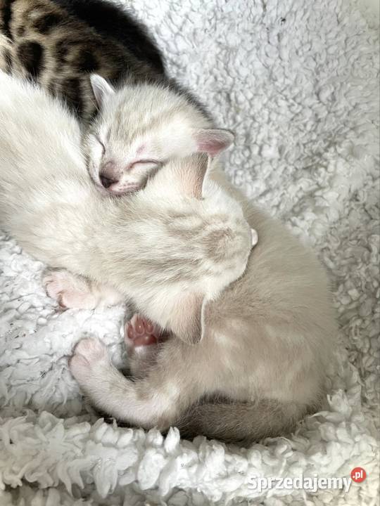 Kocięta bengalskie śnieżne Lubliniec
