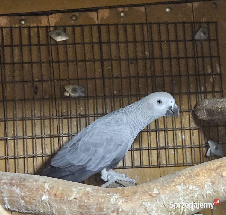 Żako kongijskie samiczka Bydgoszcz