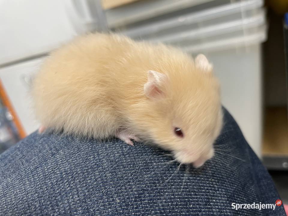 chomik syryjski w Gliwicach śląskie Gliwice