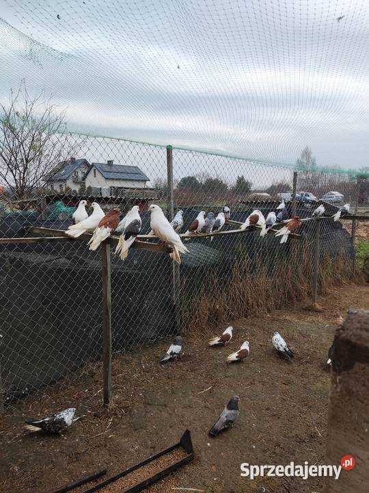 Sprzedam zwierzęta widoczne na zdjęciach Tanio Kraśnik