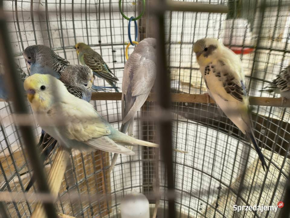 Sprzedam papugi faliste z tego roku Staniszcze Małe