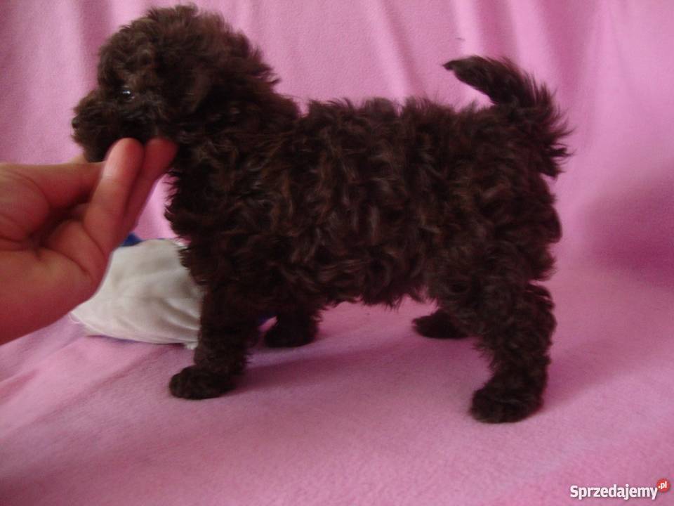 bolończyk kolorowy piesek czekoladowy wielkopolskie Kościan