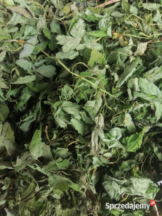 Podagrycznik suszony lubelskie Lublin