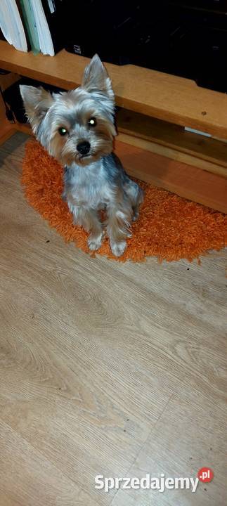 YORKSHIRE TERRIER REPRODUKTOR Z RODOWODEM FCI Kraków