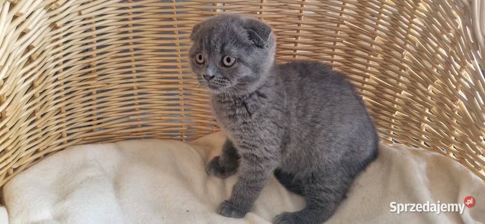 Kocurek Szkocki niebieski zwisłouchy