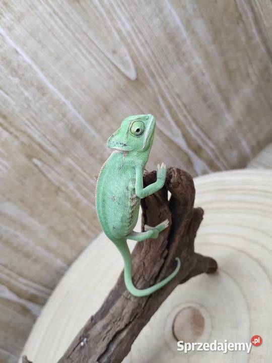 Kameleon Jemeński blue Jawor