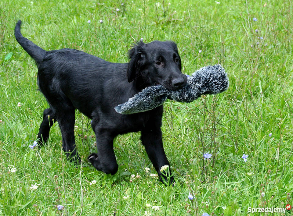 Flat coated retriever 4 miesięczny szczeniak ZKw Psy Radom sprzedam