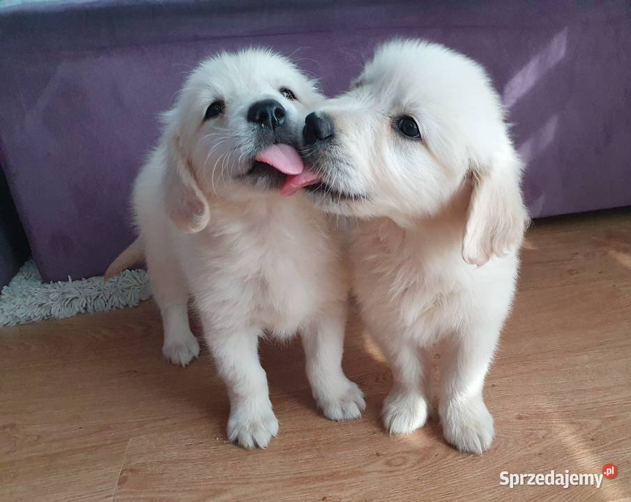 ŚLICZNE PIESKI GOLDUSIE Stary Broniszew sprzedam