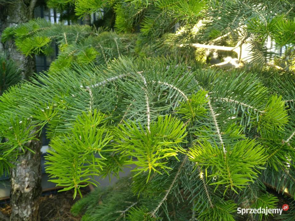 Jodła kalifornijska 5m w donicy drewnianej Skierniewice sprzedam