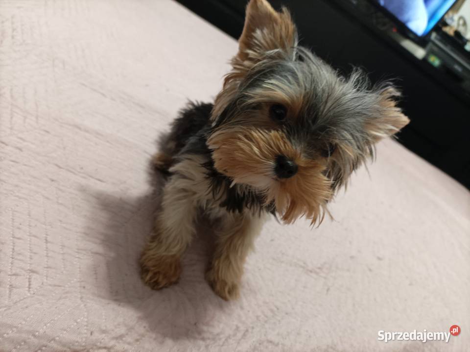 Mini sunia york terrier