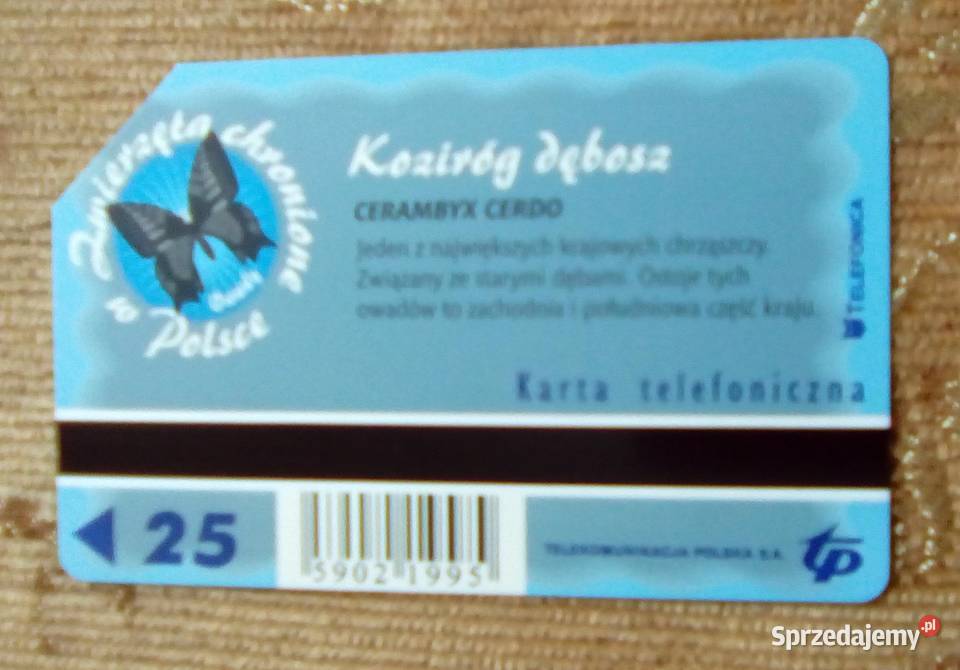 KOZIRÓG DĘBOSZ JEDEN Z NAJWIĘKSZYCH POLSKICH Piszczac sprzedam