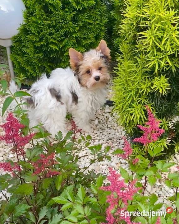 Yorkshire Terrier blueberry chłopak małopolskie Stojowice