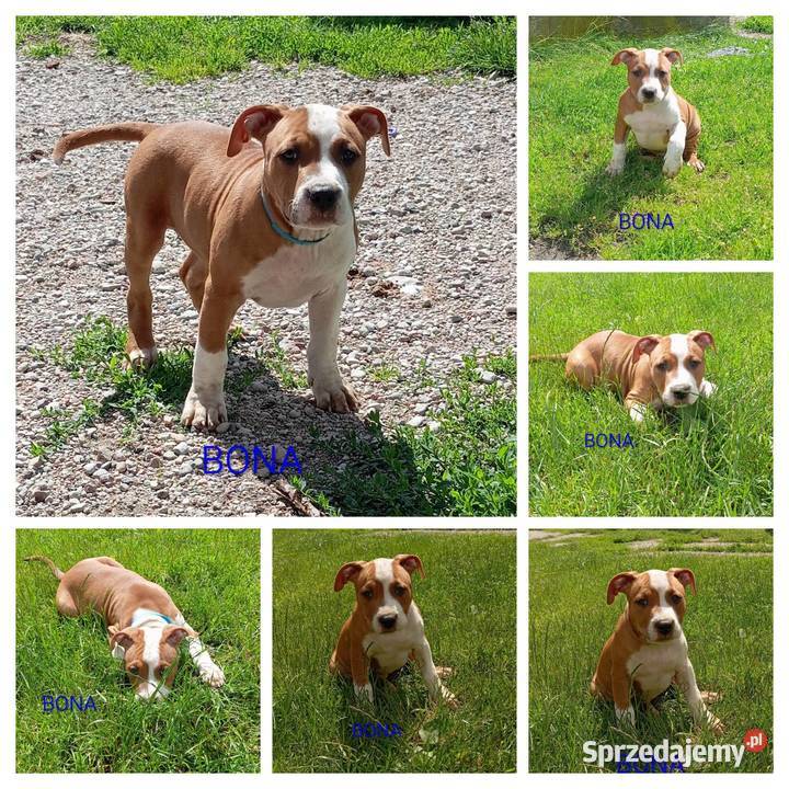 American Staffordshire Terrier Sokoły