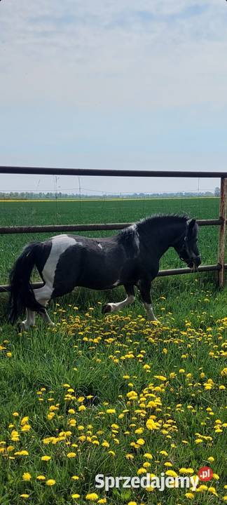 STANÓWKA Kuc ogier 120 wzrostu posada licencje wielkopolskie Obrzycko sprzedam