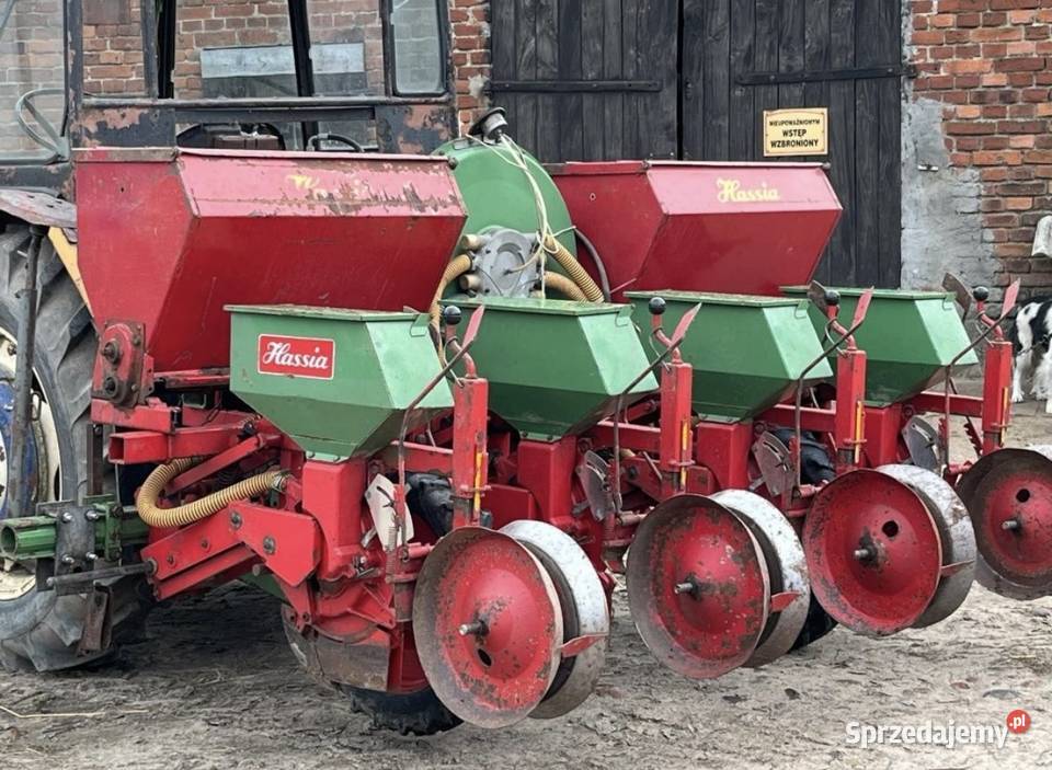 Siewnik hassia Dziwie