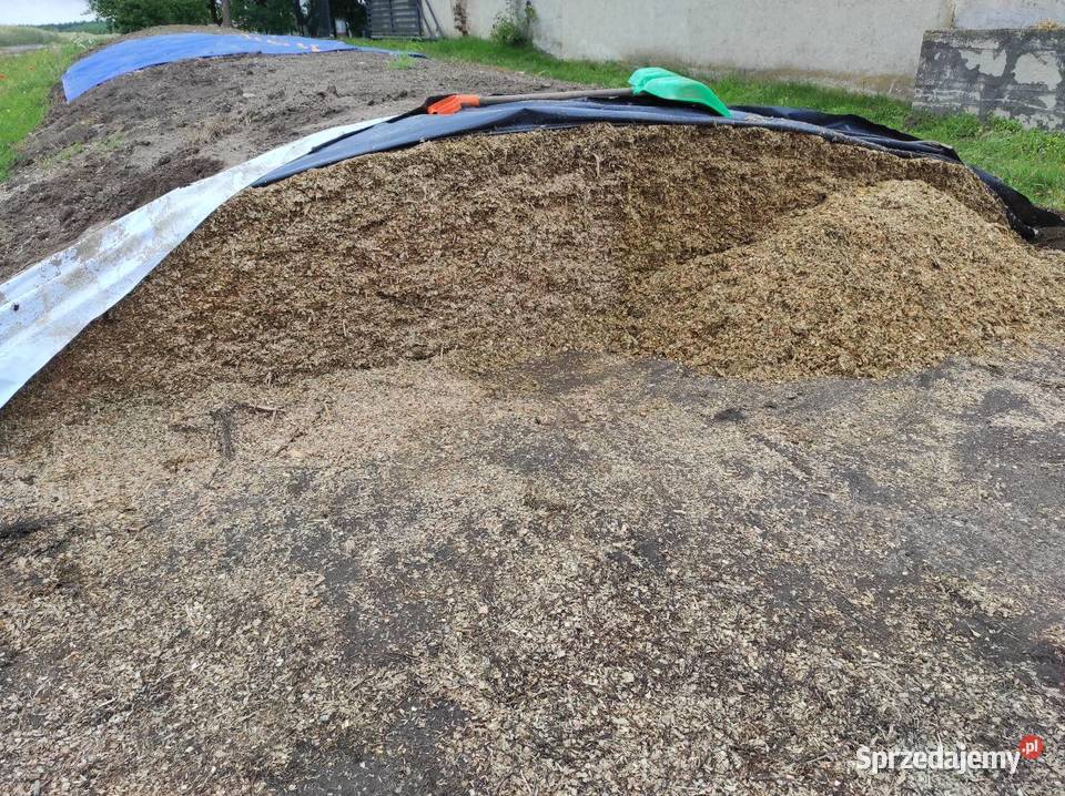 Kiszonka z kukurydzy Wawrowice