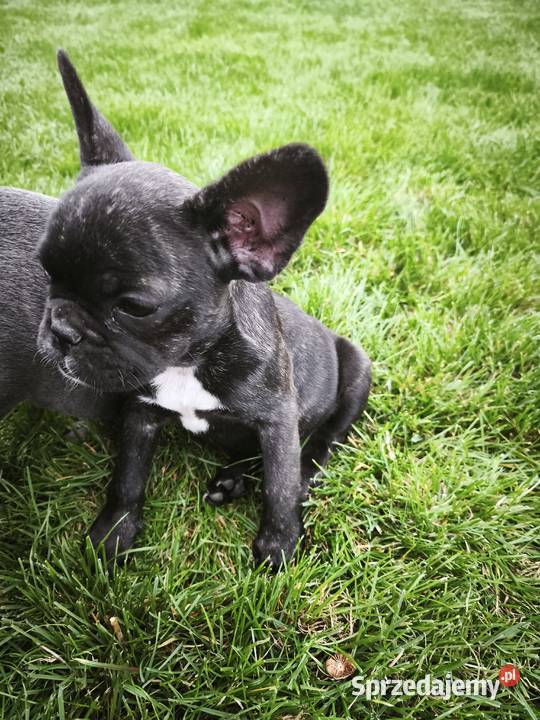 Buldog francuski Zwierzęta Sochaczew