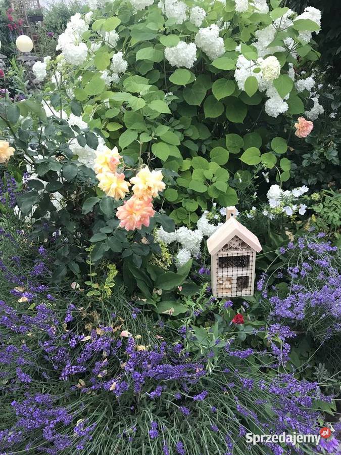 domek owadów M1 Sławno sprzedam