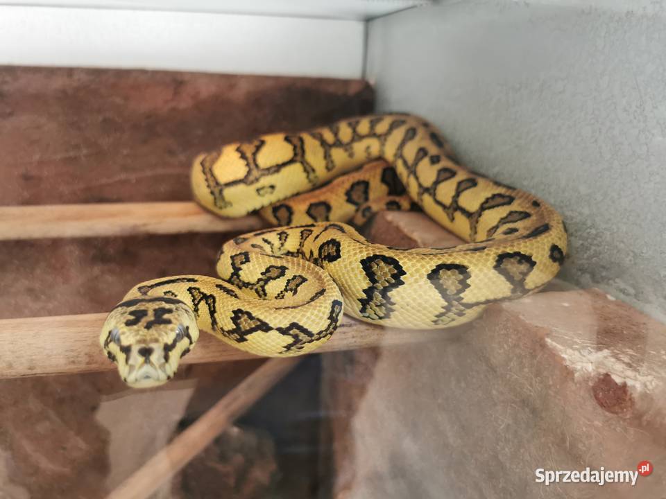 Terrarium morelia spilota Jaworzno