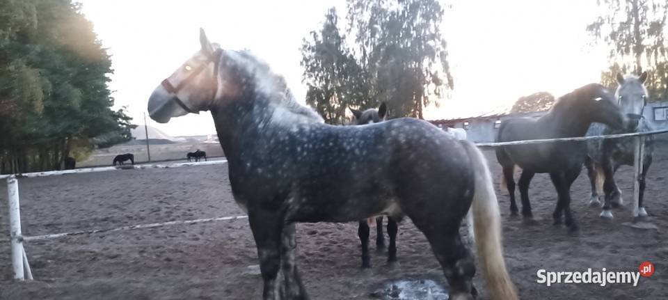 Sprzedam Ogiera zimnokrwistego mazowieckie Ujrzanów