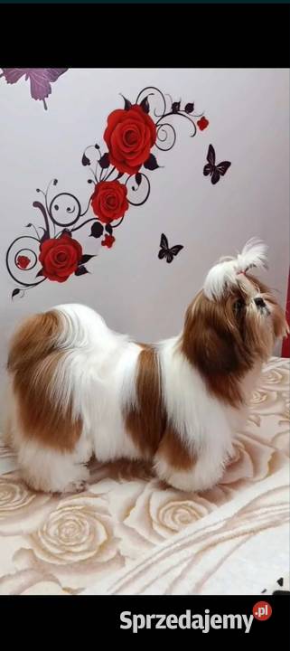 Sunia bialoczerwona Shih Tzu Psy