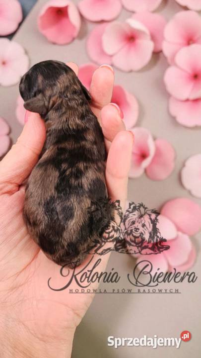 Pudel Miniaturowy piesek Merle PASZPORT Sędziejowice