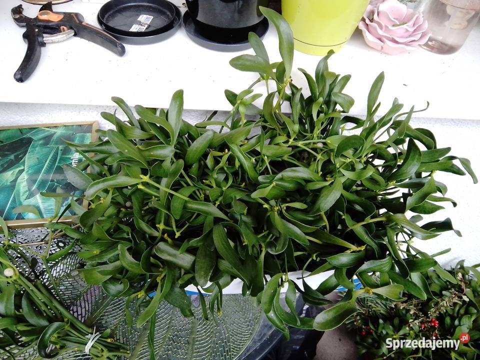 Jemiołka pęczki kulki Poznań