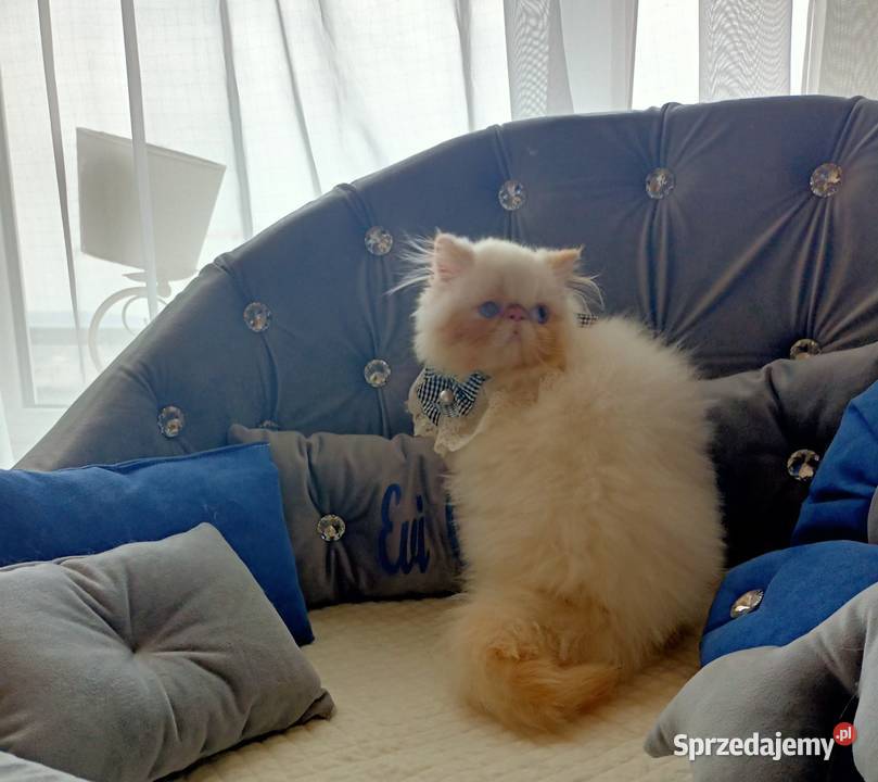 Malutki książę z niebieskimi oczami rodowód fpl