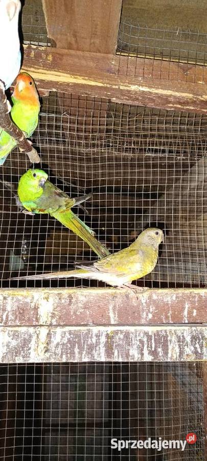 Papugi świergotki Julianpol