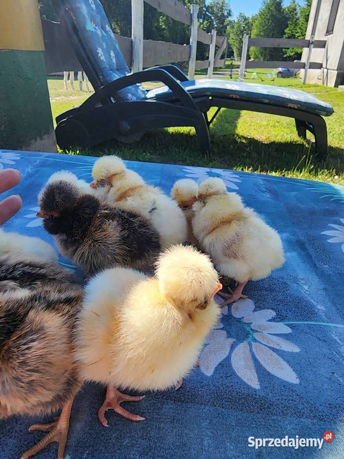 Kurczaki Kochin olbrzymi Czubatka Padewska Sewerynówka sprzedam