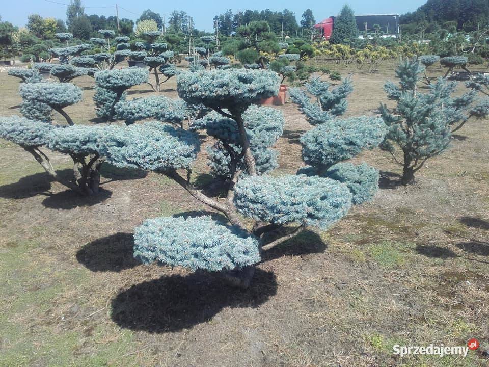 Drzewa Krzewy Rosliny Formowane Na Bonsai Tarnów