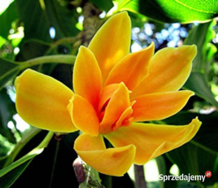 MAGNOLIA CHAMPACA Michelia champaca NASIONA 170 Lubanie