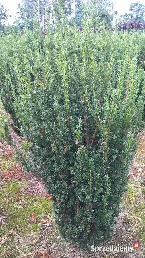 Mega Ładny Wysoki Gotowy Żywopłot Cis Hillii mazowieckie