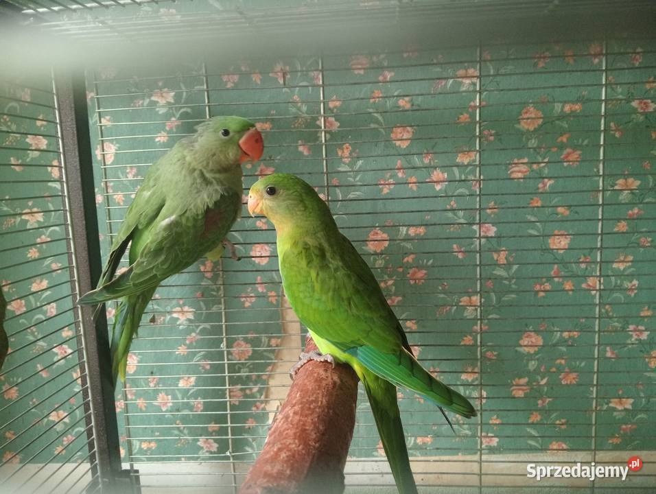 Papugi tarczowe barabandy Ptaki Ostrzeszów