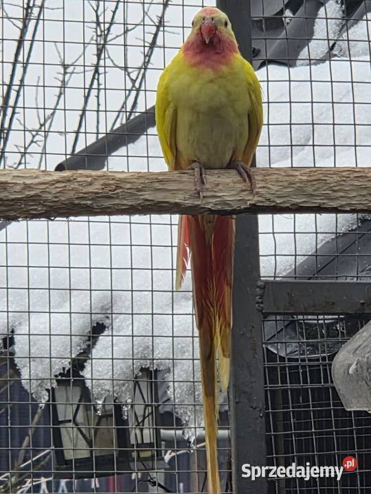 Księżniczka walli samiec Ptaki dolnośląskie Pększyn
