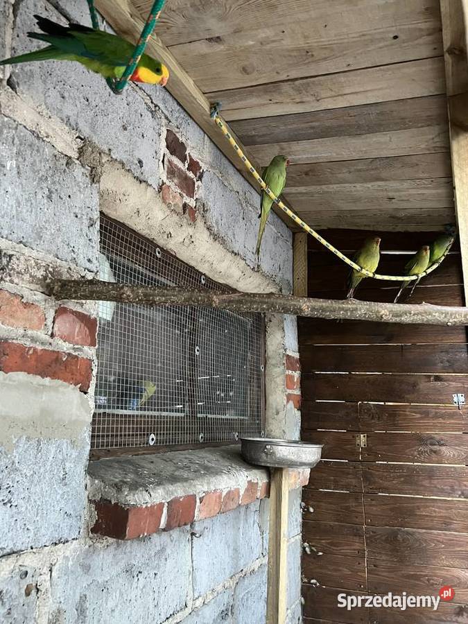 Sprzedam papugi górskie Kalisz
