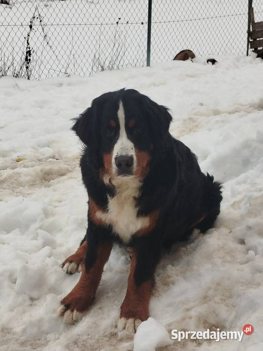 Berneński pies pasterski suczka fci Zwierzęta Mszana Dolna sprzedam