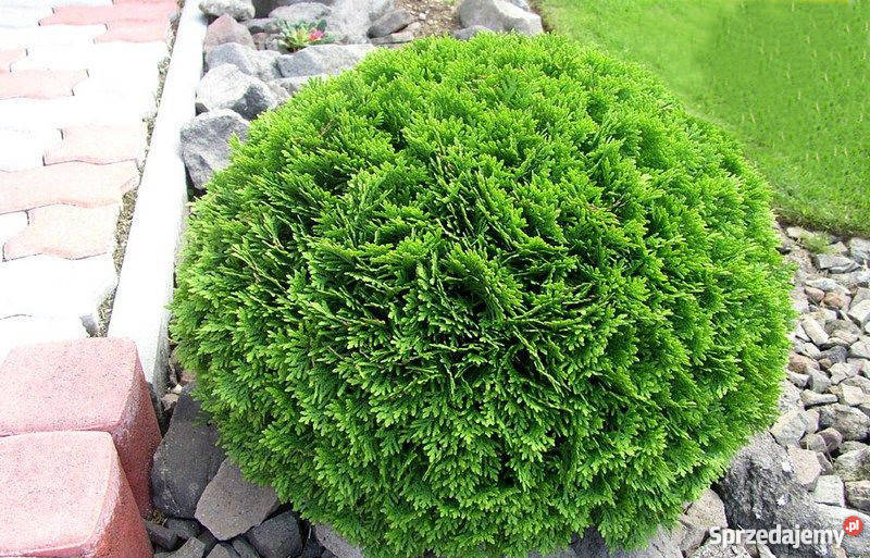 Thuja Danica 2030 kulka miniaturka PRODUCENT Rydzyny