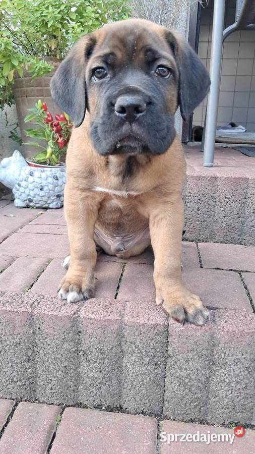 Urocze Cane Corso