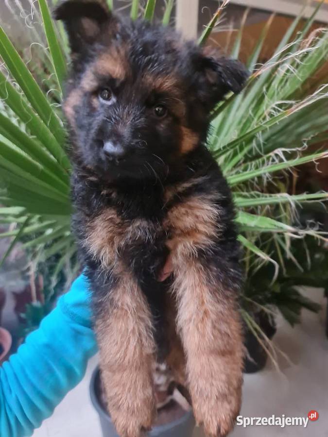 Owczarek Niemiecki Szczeniaki Złotów