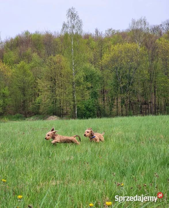 Jamnik szorstkowłosy króliczy Klonowo Dolne sprzedam