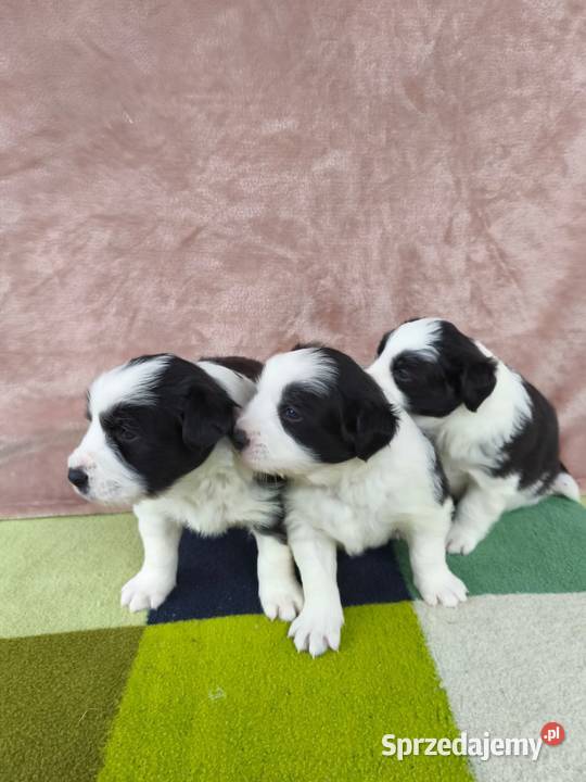 Szczeniaczki Border Collie podkarpackie Krosno sprzedam