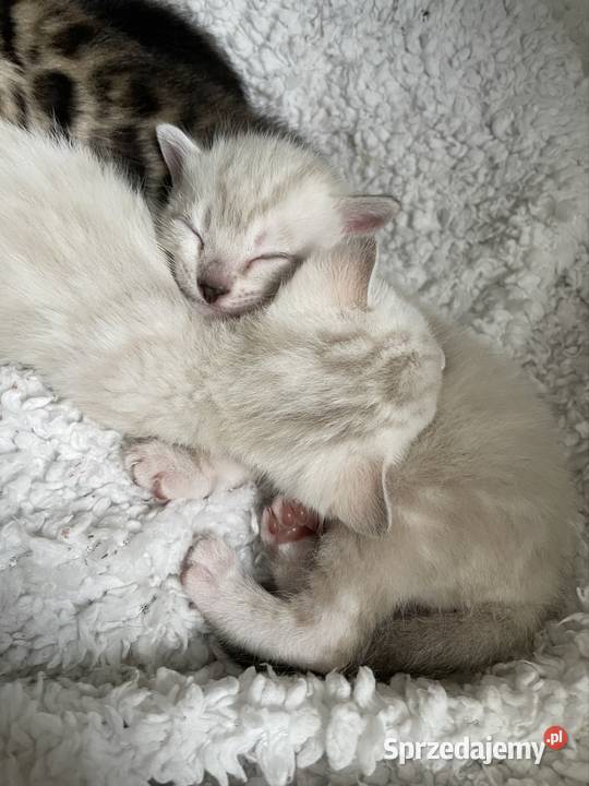 Vanillia snow marble mink bengal girl śląskie Lubliniec