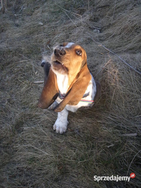 Basset Hound tricolor szczeniak z metryczką kujawsko-pomorskie Lipno sprzedam
