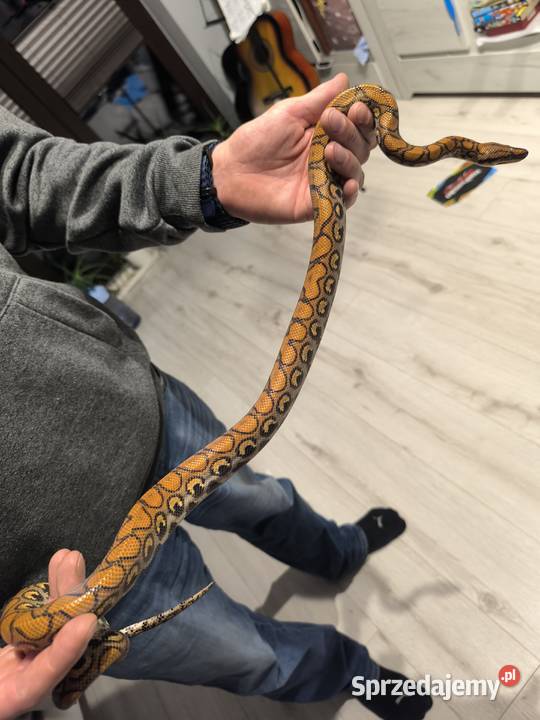 Wąż Boa Tęczowy Brazylijski 3latek Dąbrowa Górnicza