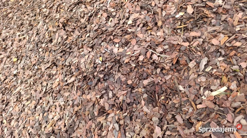 Kora sosnowa drobna Pozostałe Sieniawa