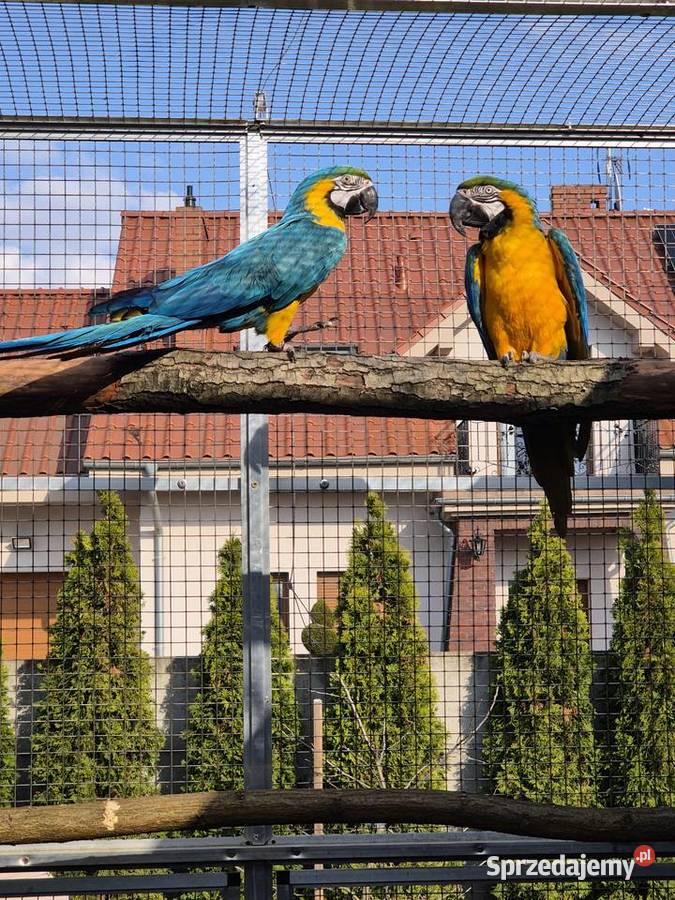 Ara Ararauna dorosłe ptaki Rakoniewice