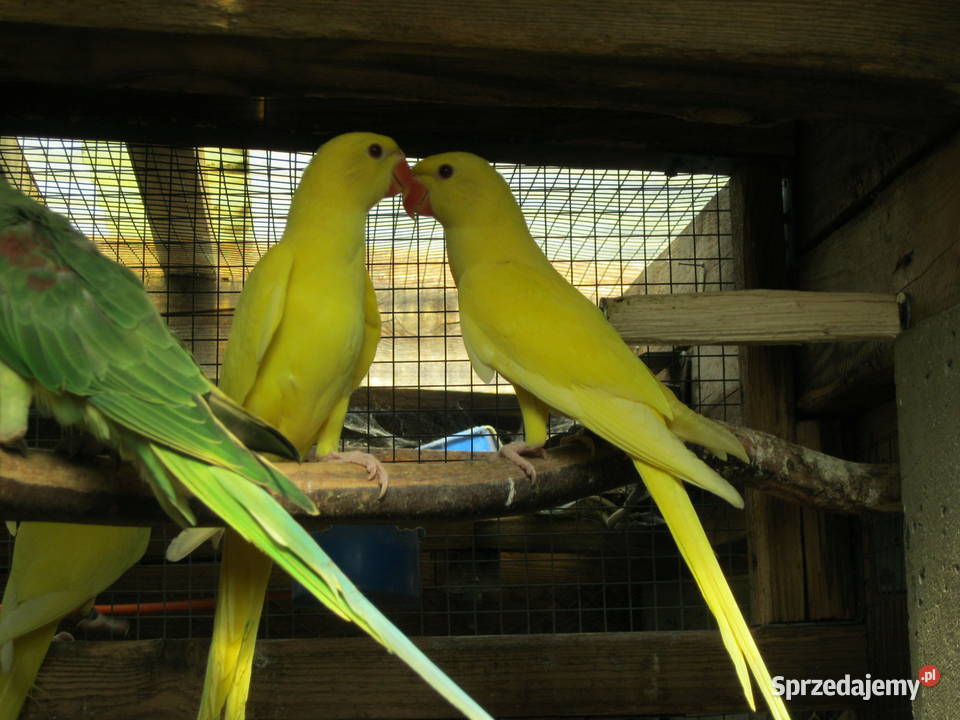 Papugi Aleksandretty 24 i 25 rżółte wielkopolskie Luboń