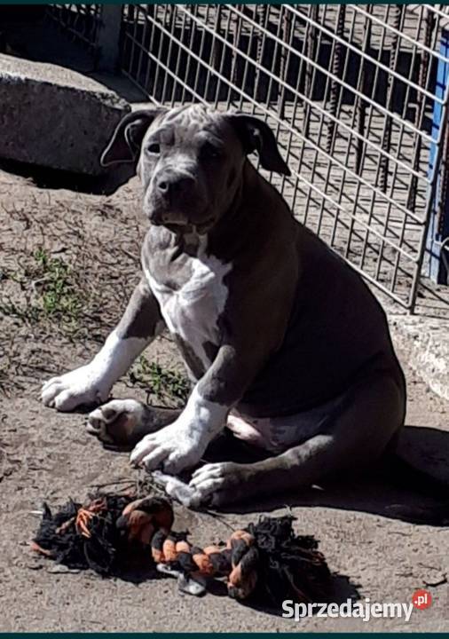 Facebook Blu raj hodowla Amstaff Instagram