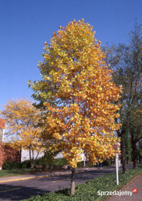 Tulipanowiec amerykański Liriodendron tulipifera Lubanie